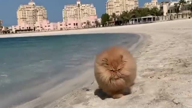 Cat on beach