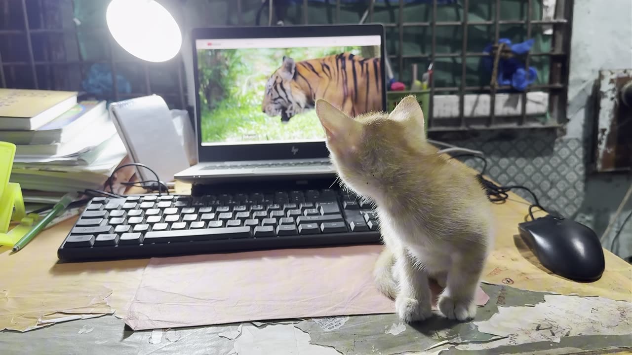 What Happens When a Kitten Watches a Roaring Tiger on Youtube? #kitten #tiger #reaction