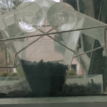 Happy window, I'm feeding the tits!