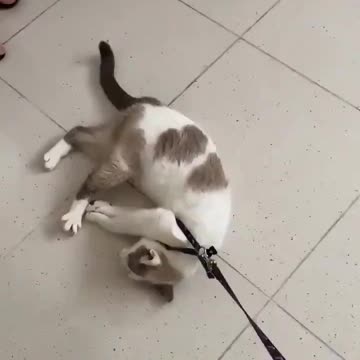 Gato com preguiça e soninho da tarde sendo arrastado pela sua dona