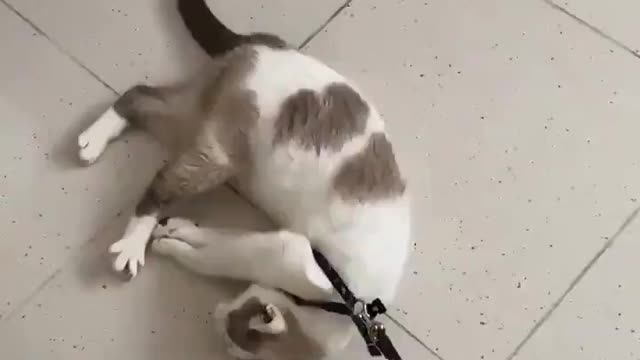 Gato com preguiça e soninho da tarde sendo arrastado pela sua dona