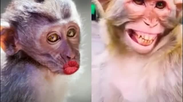 yt1s.com - monkey funny videocomedy video whatsapp status