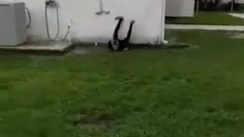 Guy runs at shed building trying to do back flip but slips on grass
