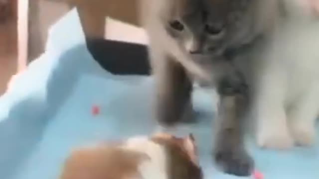 Little mice plays with kitten