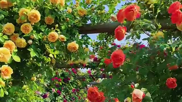 Beautiful flower