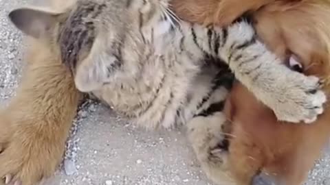 Dog v/s cat fight