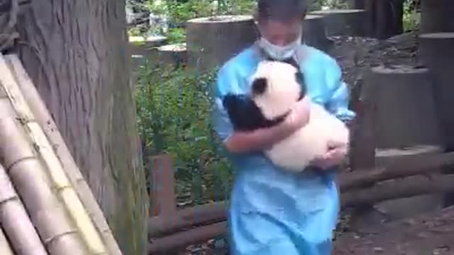 A panda a day, keeps your sorrow away.