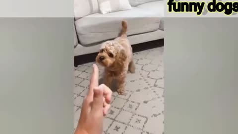 Funniest Animals Video -funny dogs and cats animals Video 2024,Comedy video