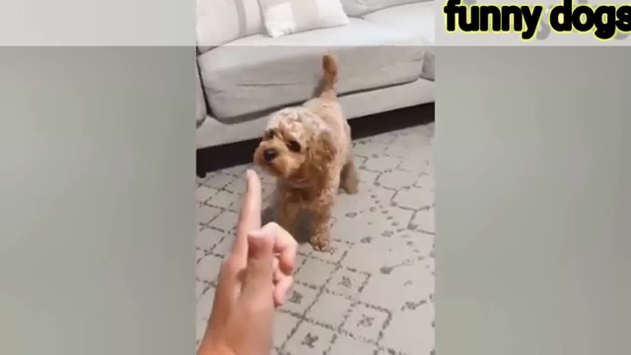 Funniest Animals Video -funny dogs and cats animals Video 2024,Comedy video