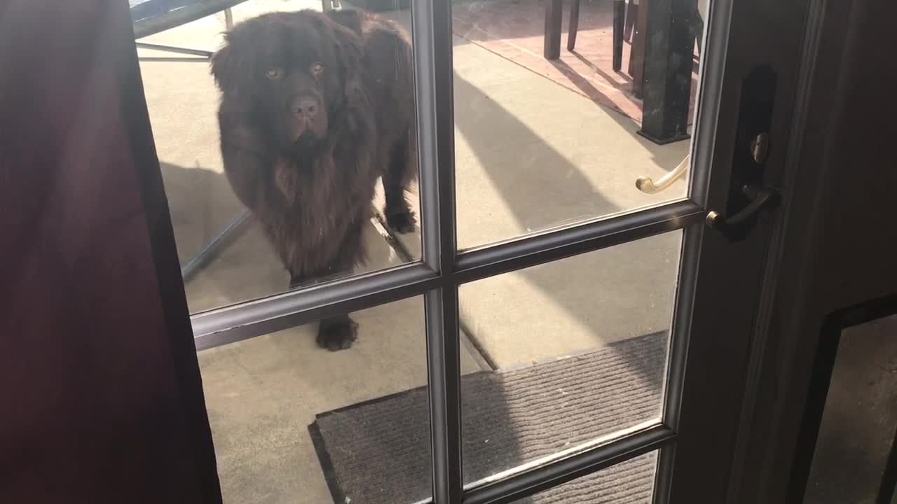 Rebellious dog tries to come inside home after chewing pillows
