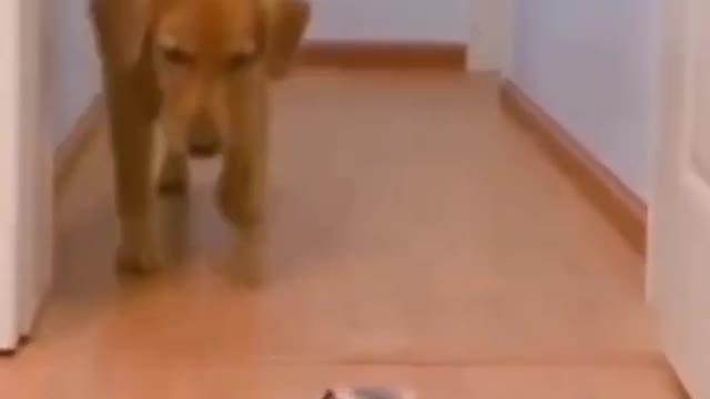 This Cute Dog is Scared of Toy Cars