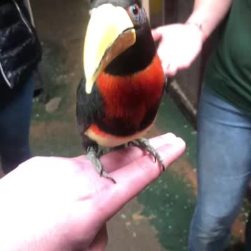 Cute little bird! He is beautiful!