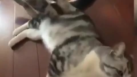 🤣LAUGH TO FAINT😹CATs will make you LAUGH all day😹 - Funny Cats Life