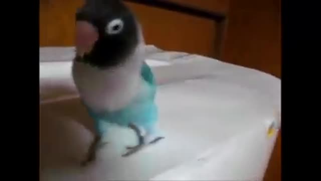 Hilarious Dancing Parrot