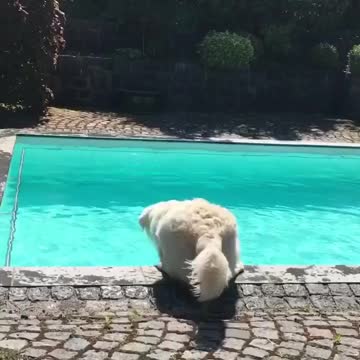 Not sure jump? Or not jump?jump? Ooppss