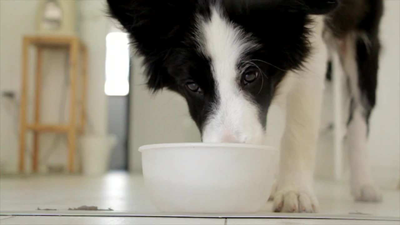 Black and white retriever drinking milk