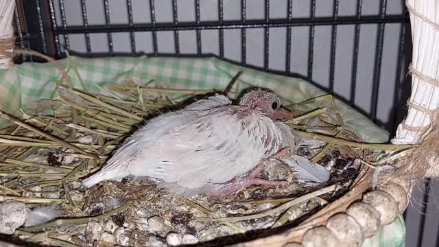 Ringneck Dove just one baby, day 10