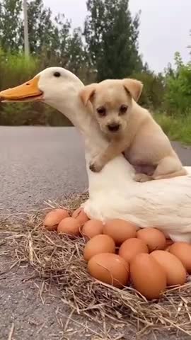 IFcreates funny pets