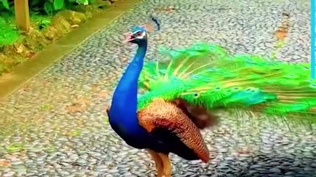Beautiful animal