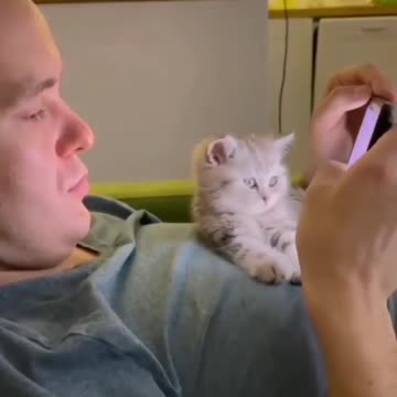 Cute Little cat want to use smartphone