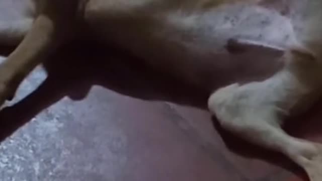 Have you seen this puppy sleeping like this?