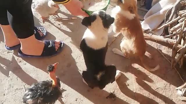 Our Morning garden routine