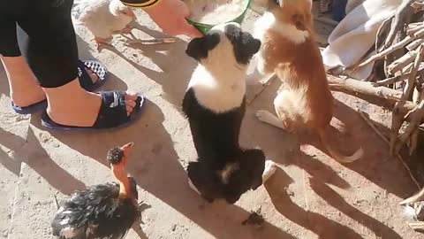 Our Morning garden routine