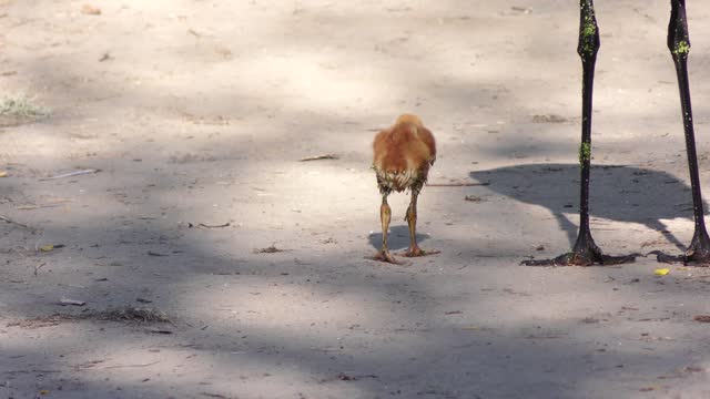 Sandhill Crane Chicks Follow their Parents