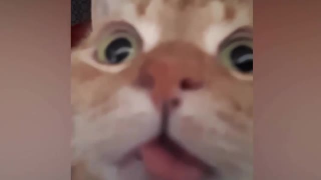 Cats Have 9 Lives video
