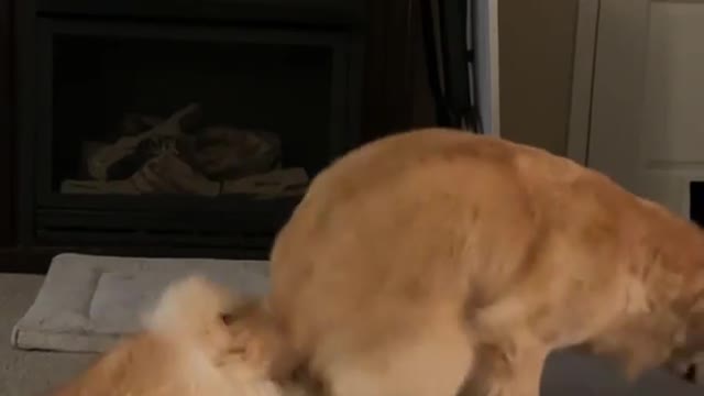 Dog is sexy video 😂😂