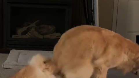 Dog is sexy video 😂😂