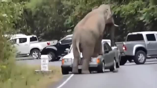 Safari park elephant is angry at the tourists’ cars