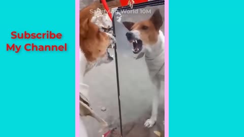 funny animal video