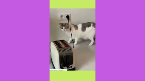 funny cat videos 5