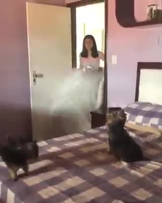 Two dogs are confused when the master makes magic