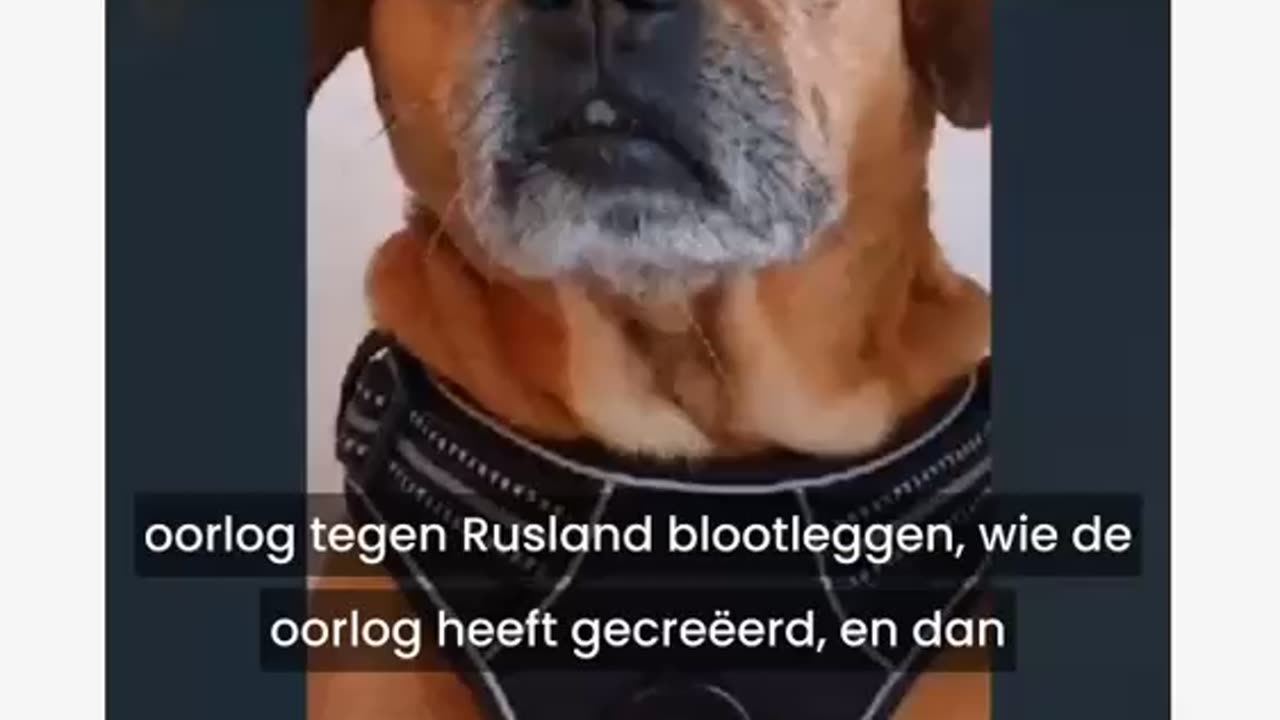 Truth Pups NL ondertiteld