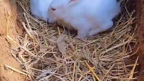 Cute rabbits