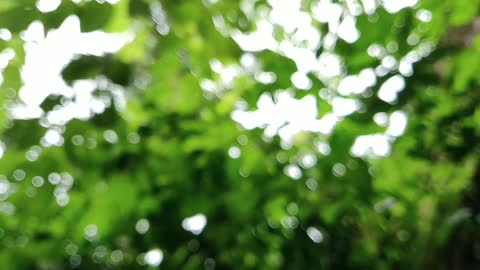 Close-up Of Rain Drops Passing Through The Leaves Of A Tree