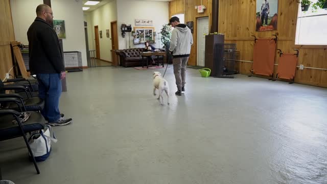 Incredibly responsive Pitbull + Leash receptive canine preparation