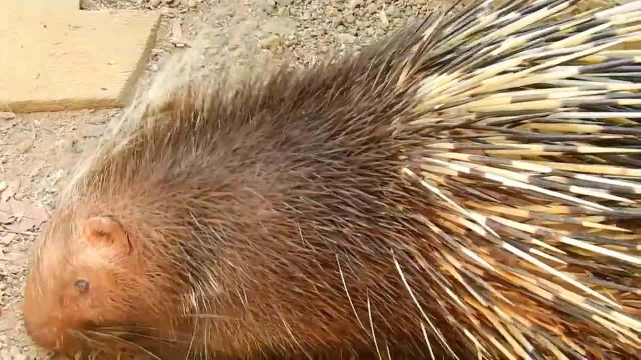 porcupine with monkey.mp4