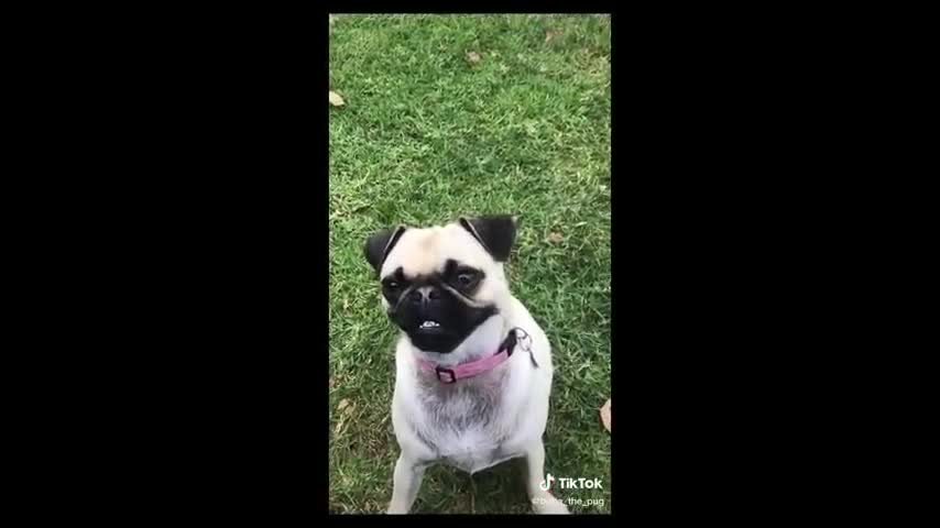 Funniest and Cutest Pug Dog Videos Compilation 2020 - Cutest Puppy #4