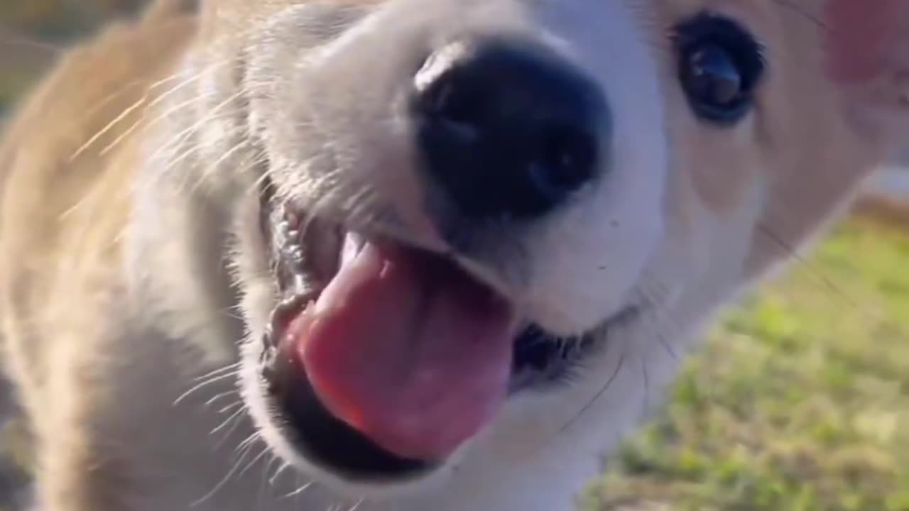 Cute dog video