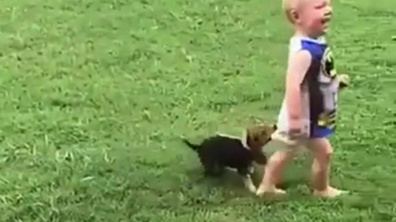 dogs and babies having fun