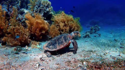 Beautiful Coral Reefs Compilation