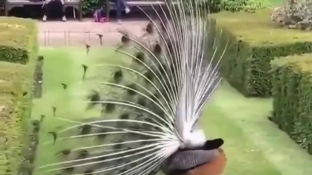 Shining peacock