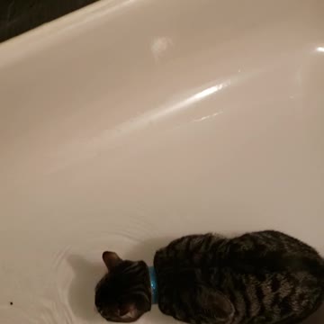 Kitten steals my bath