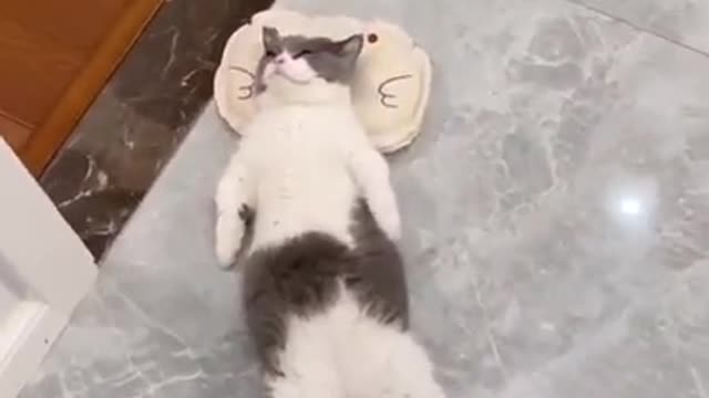 Super lazy cat _ Cute Cats _ Cutest Cats Compilation 2021