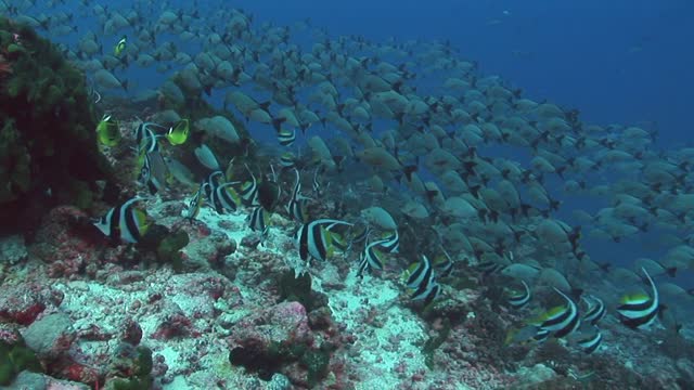 Sea grasses Corel reefs