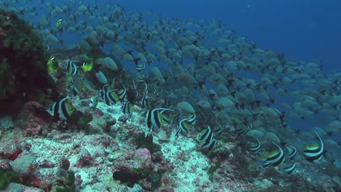 Sea grasses Corel reefs