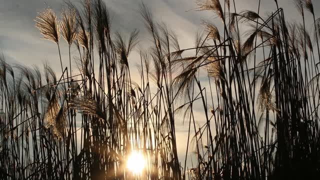 In the Stillness Harp Solo